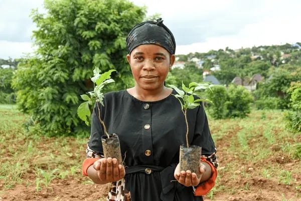 woman-holding-tree-plants-during-600nw-2607067617